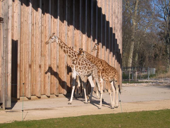  Girafes, parc de la tête d'or
